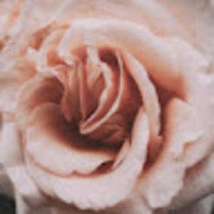 Meet your Posher, Parker